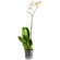 Белая орхидея Фаленопсис в горшке. Афины